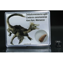deltadromeosaurus-agilis fosil