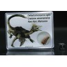 deltadromeosaurus-agilis fosil