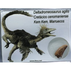 deltadromeosaurus-agilis fosil