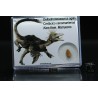 deltadromeosaurus-agilis fosil