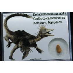 deltadromeosaurus-agilis fosil