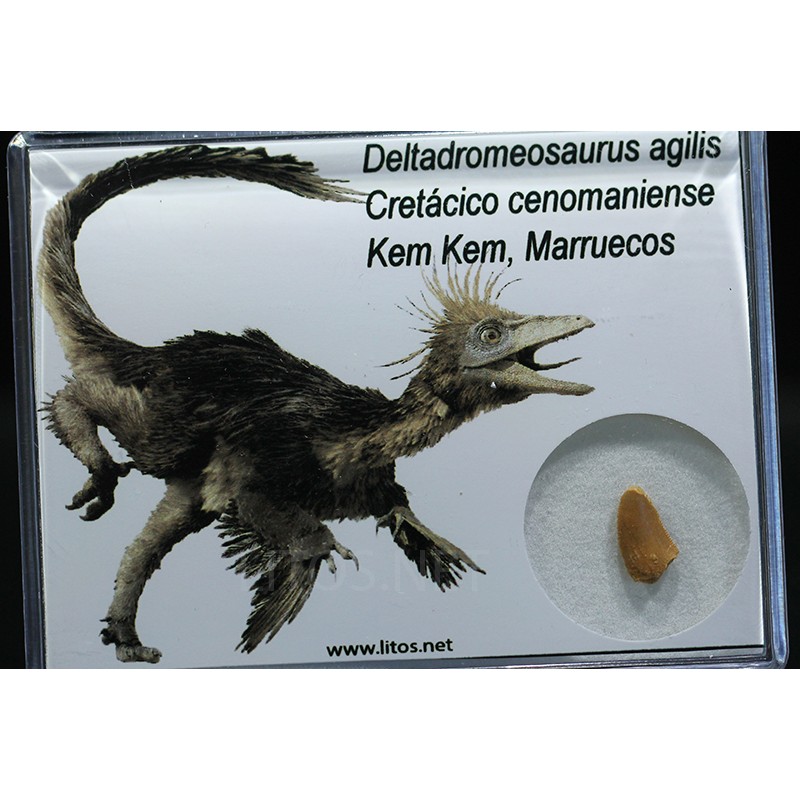 deltadromeosaurus-agilis fosil