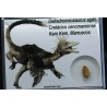 deltadromeosaurus-agilis fosil