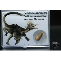 deltadromeosaurus-agilis fosil