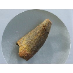 deltadromeosaurus-agilis fosil