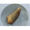 deltadromeosaurus-agilis fosil