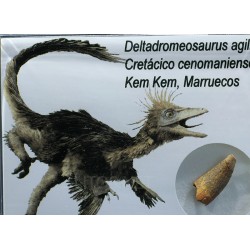 deltadromeosaurus-agilis fosil
