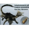deltadromeosaurus-agilis fosil