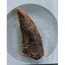 deltadromeosaurus-agilis fosil