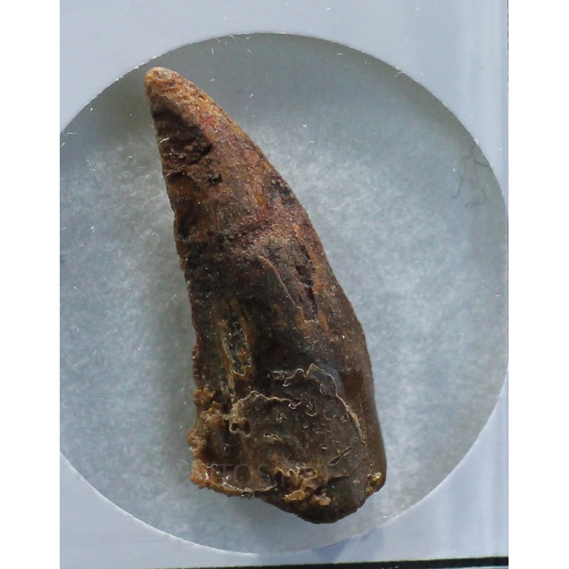 deltadromeosaurus-agilis fosil