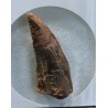 deltadromeosaurus-agilis fosil