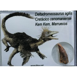 deltadromeosaurus-agilis fosil