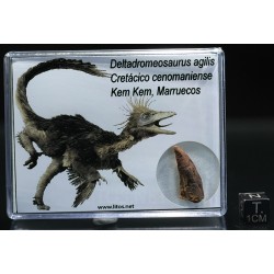deltadromeosaurus-agilis fosil