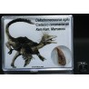 deltadromeosaurus-agilis fosil