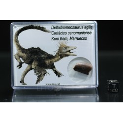 deltadromeosaurus-agilis fosil