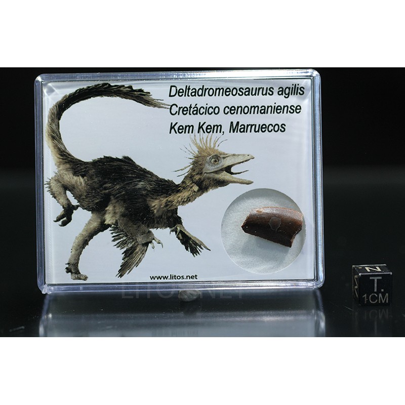 deltadromeosaurus-agilis fosil
