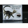 deltadromeosaurus-agilis fosil