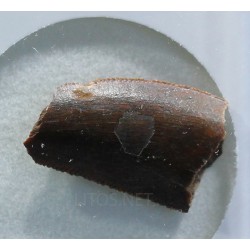 deltadromeosaurus-agilis fosil
