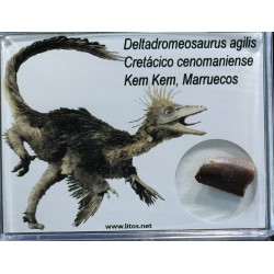 deltadromeosaurus-agilis fosil