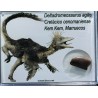 deltadromeosaurus-agilis fosil