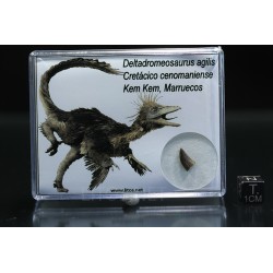 deltadromeosaurus-agilis fosil