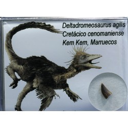 deltadromeosaurus-agilis fosil