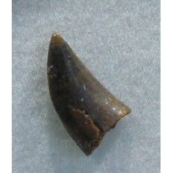 deltadromeosaurus-agilis fosil