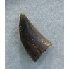 deltadromeosaurus-agilis fosil