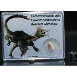 deltadromeosaurus-agilis fosil