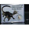 deltadromeosaurus-agilis fosil