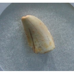 deltadromeosaurus-agilis fosil
