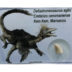deltadromeosaurus-agilis fosil