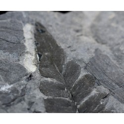 Fósil Neuropteris ovata