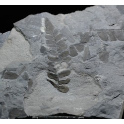 Fósil Neuropteris ovata