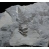 Fósil Neuropteris ovata