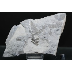 Fósil Neuropteris ovata