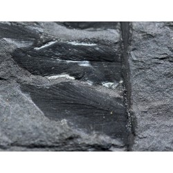 Odontopteris brardii