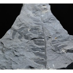 Odontopteris brardii