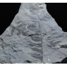 Odontopteris brardii