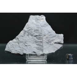 Odontopteris brardii