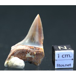 Isurus s.p.