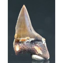Isurus s.p.