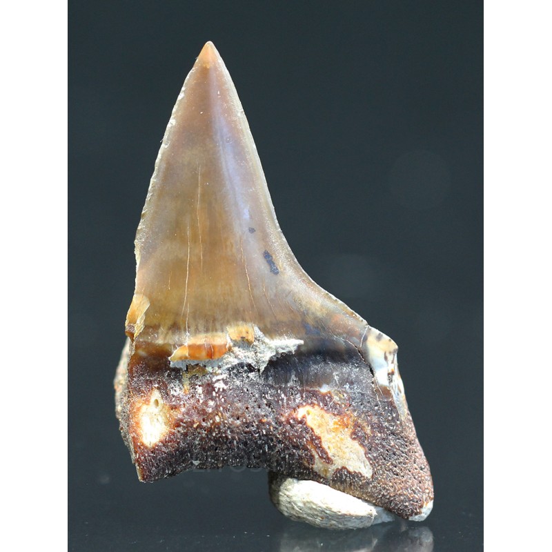 Isurus s.p.