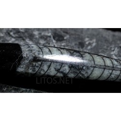 Orthoceras michelinoceras s.p. fosil