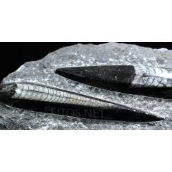 Orthoceras michelinoceras s.p. fosil