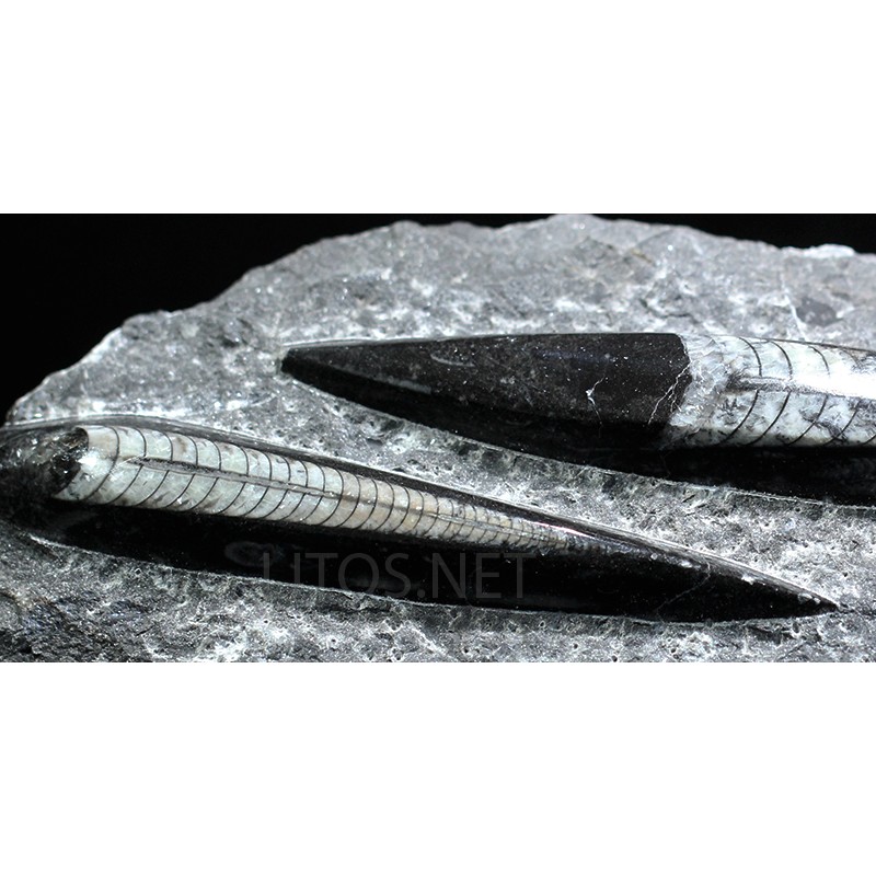 Orthoceras michelinoceras s.p. fosil