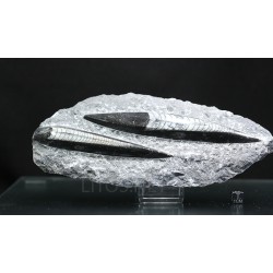 Orthoceras michelinoceras s.p. fosil
