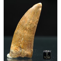 Carcharodontosaurus Saharicus dinosaurio