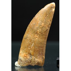Carcharodontosaurus Saharicus dinosaurio