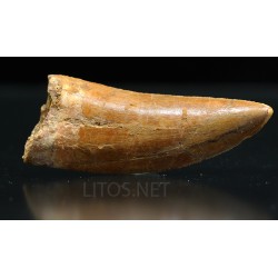 Carcharodontosaurus Saharicus dinosaurio